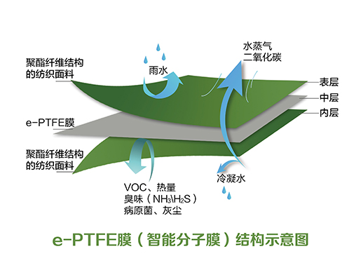 分子膜結(jié)構(gòu)_畫板 1 副本.jpg